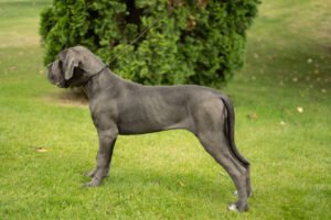 D`Aurum Montibus Candy 1